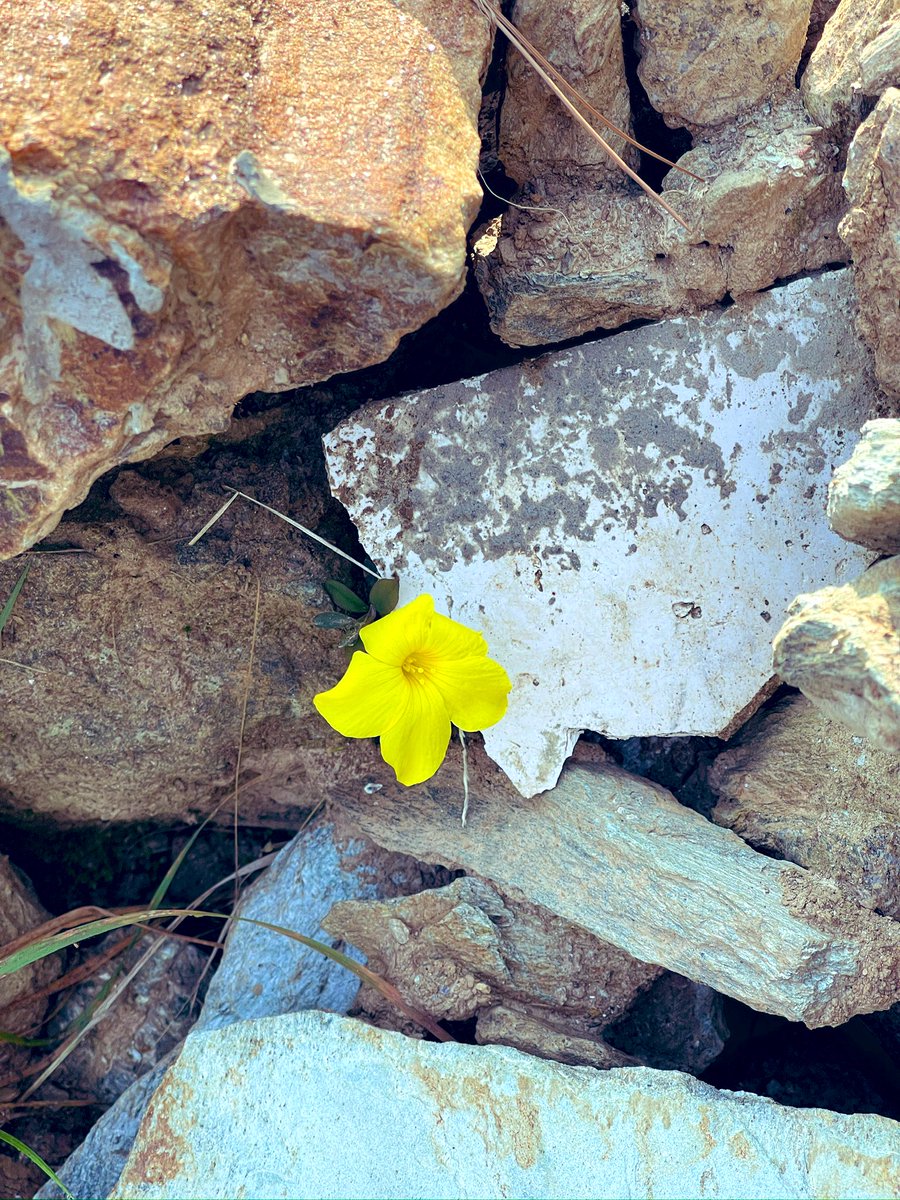 Alka Joshi Kaushik tweet media