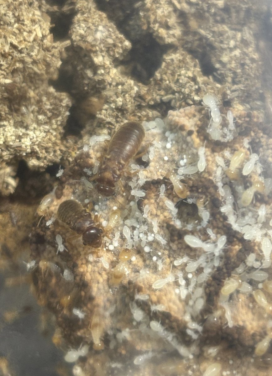 しんえん tweet media