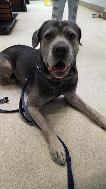 Petfind TORONTO tweet media