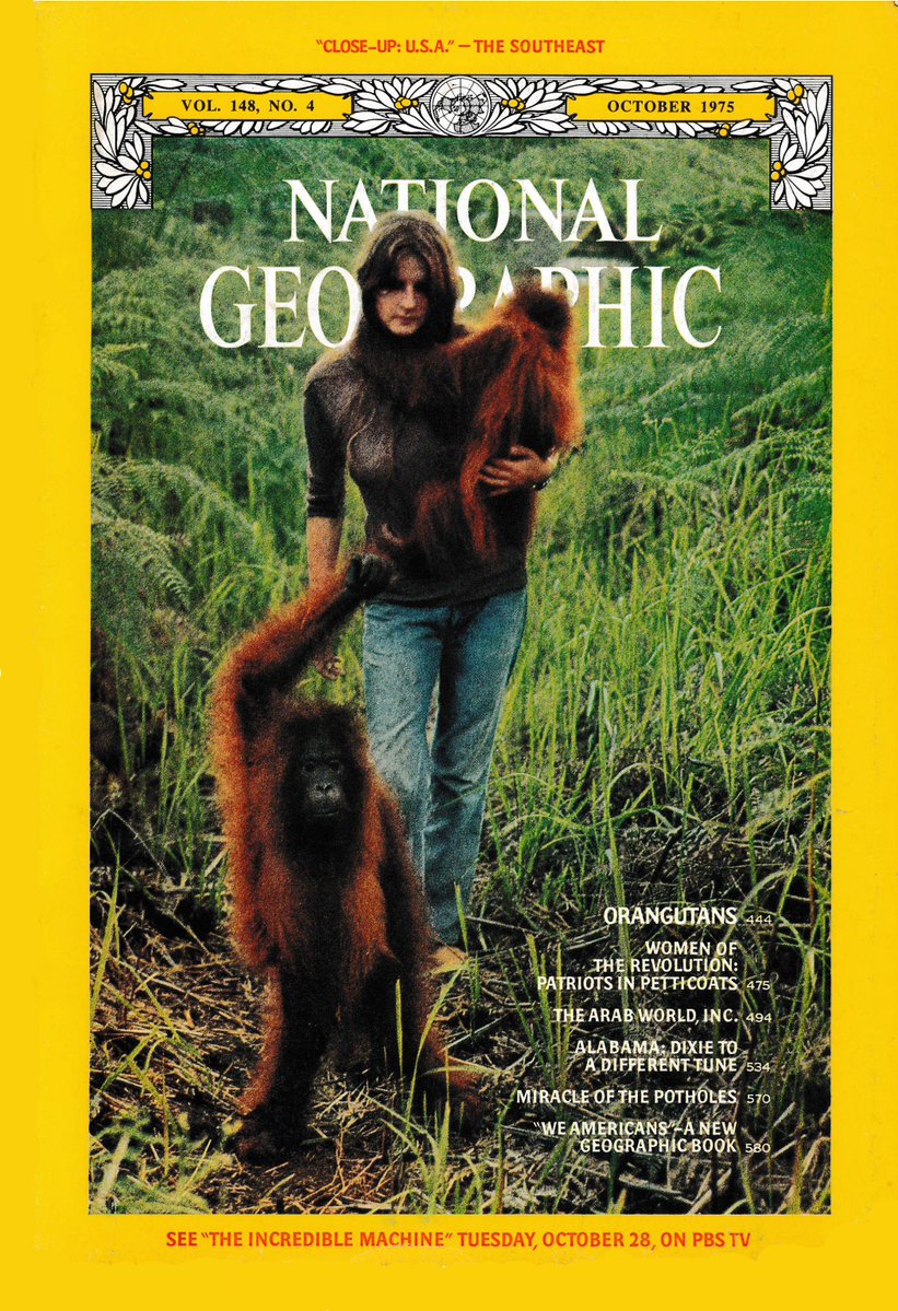 Orangutan Foundation International tweet media