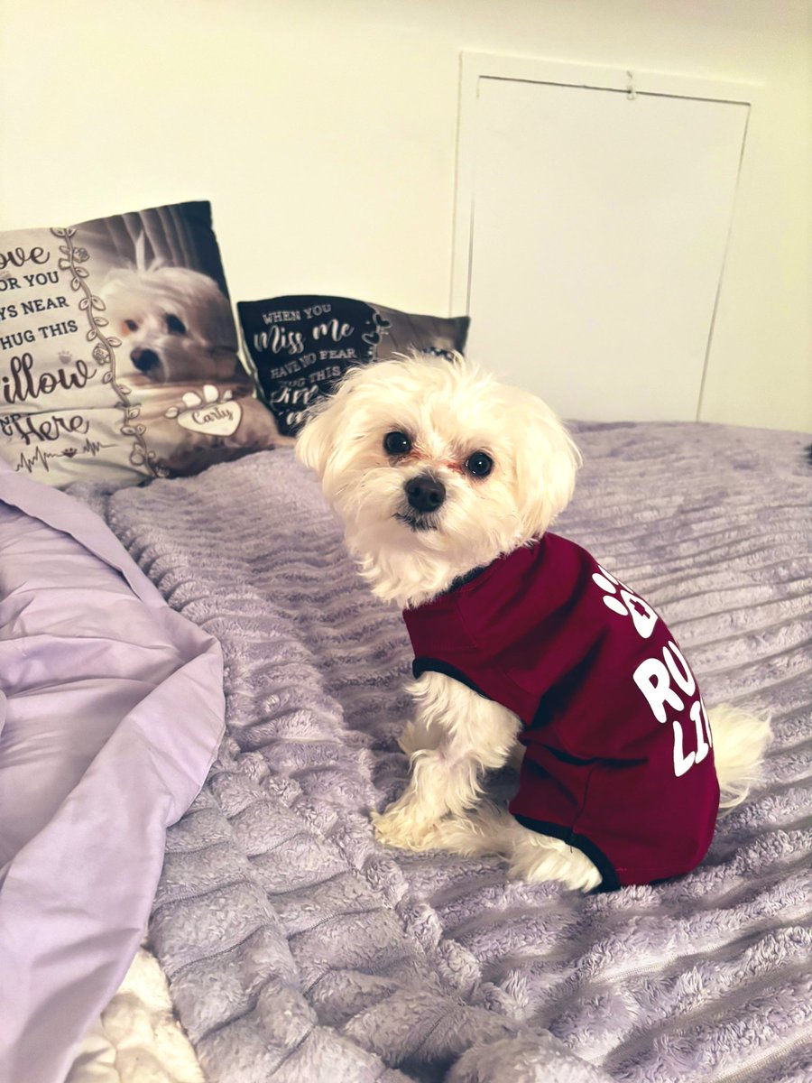 Kim Hayden Billy & 😇 Dusty & Carly.☃️❄️🧤🥶♥️🐾😇 tweet media