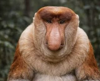 Hugo lee tweet media