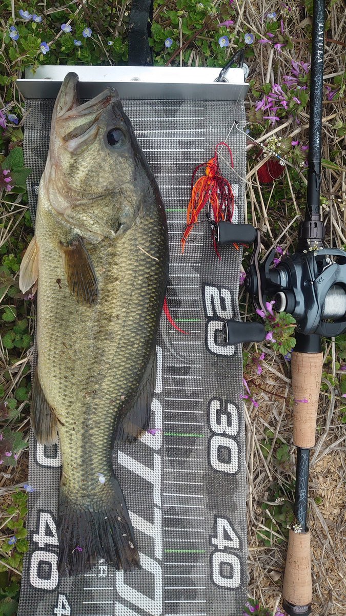 パイセン氷室 tweet media