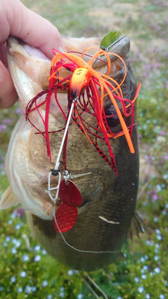 パイセン氷室 tweet media