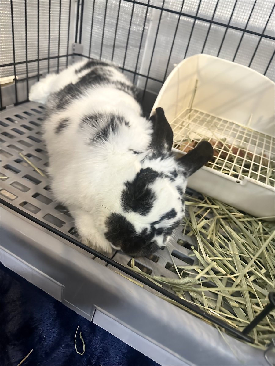 うさぎのバズ🐰I am Buzz tweet media