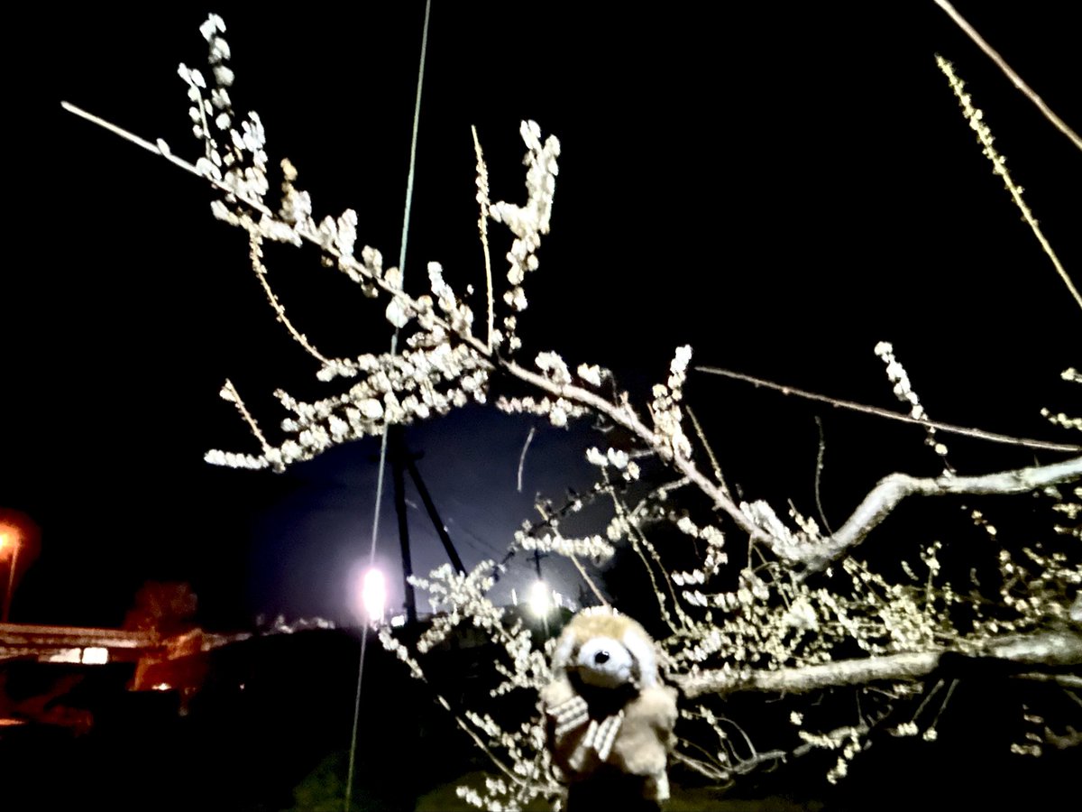 ちゃあみぃ&マスコッツ tweet media