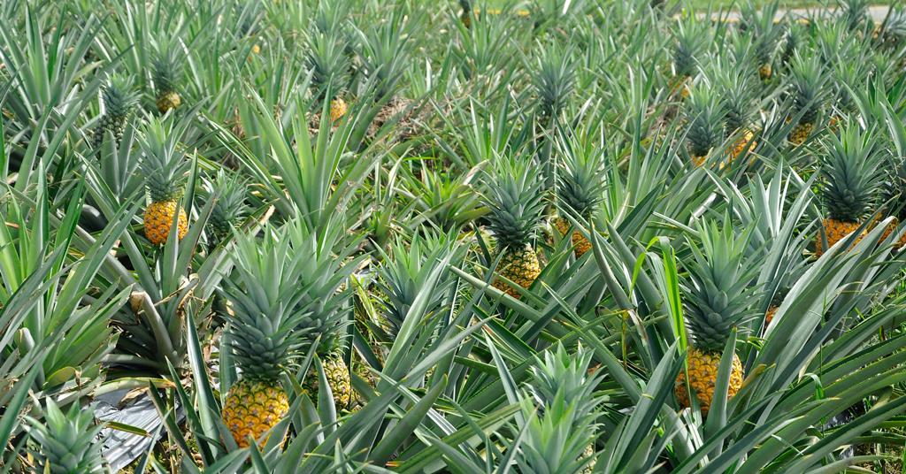 Asiafruit Knowledge Centre tweet media