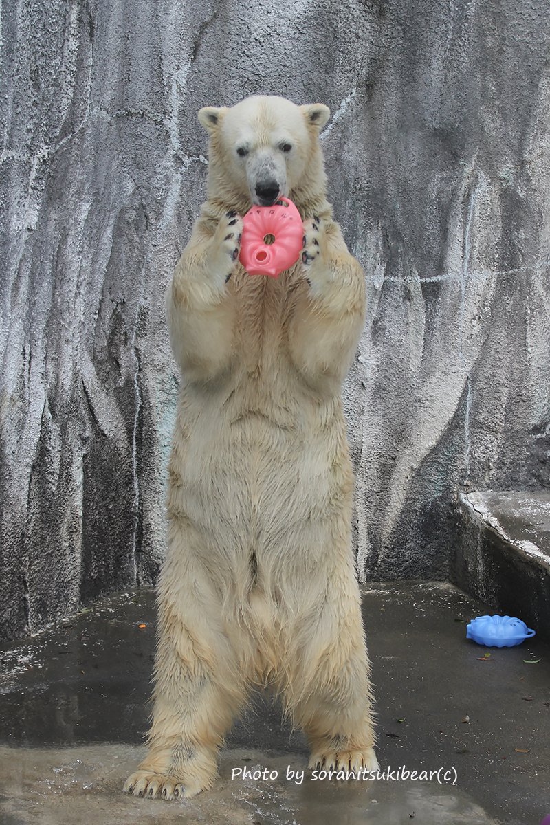 soranitsuki tweet media