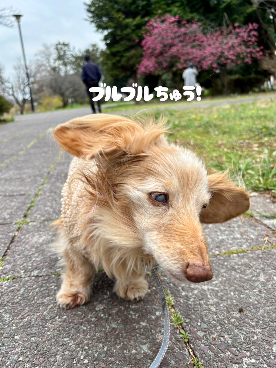 ゆきんこ🌸 tweet media