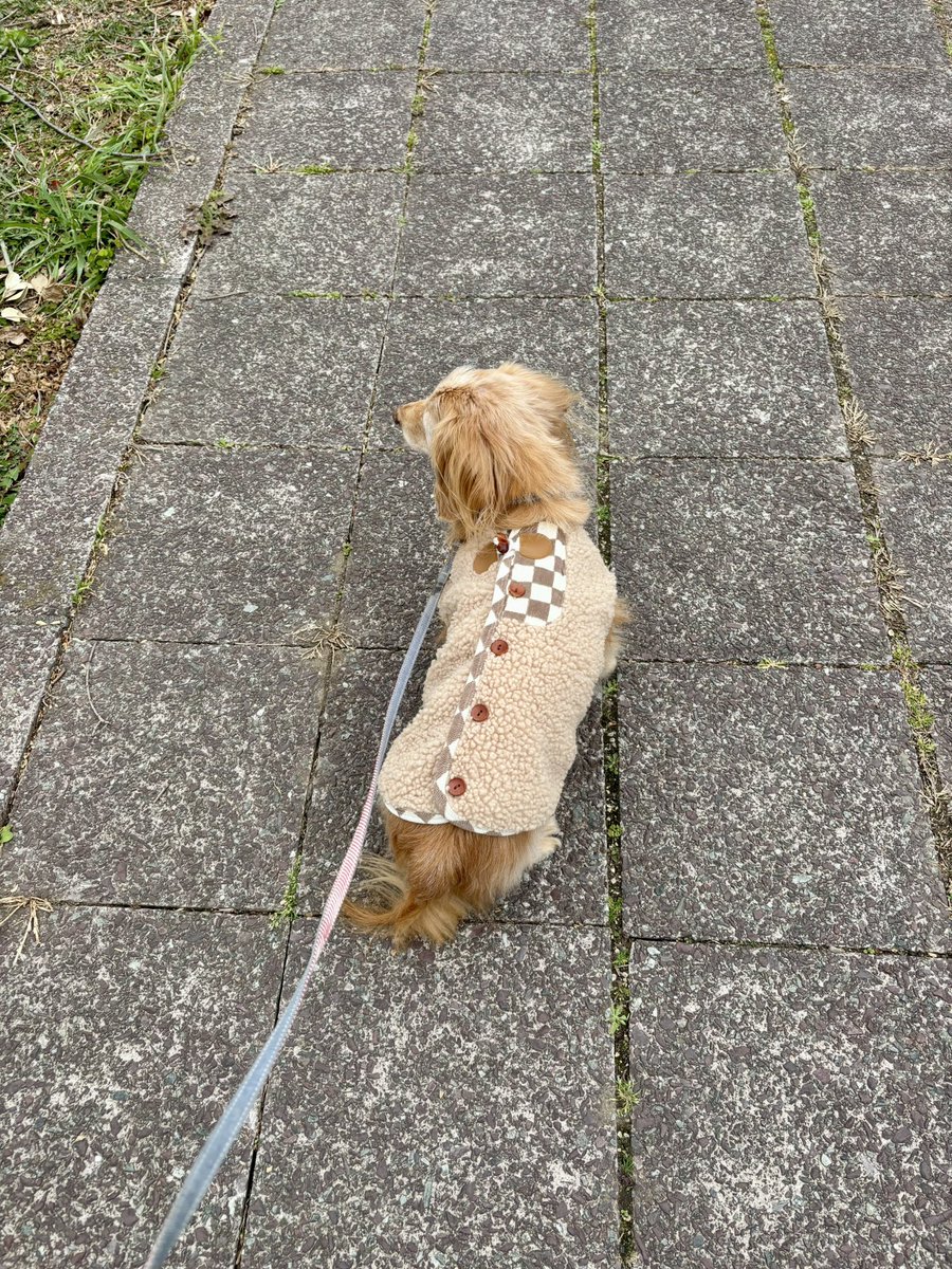 ゆきんこ🌸 tweet media