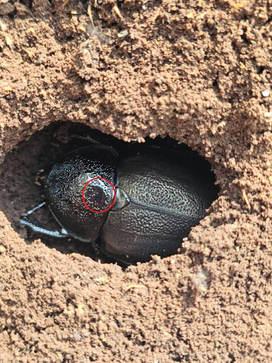 奇虫飼育者 tweet media