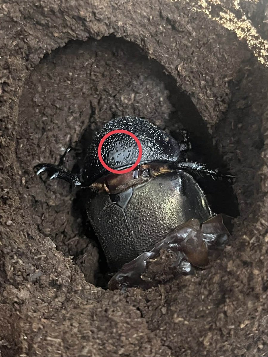 奇虫飼育者 tweet media