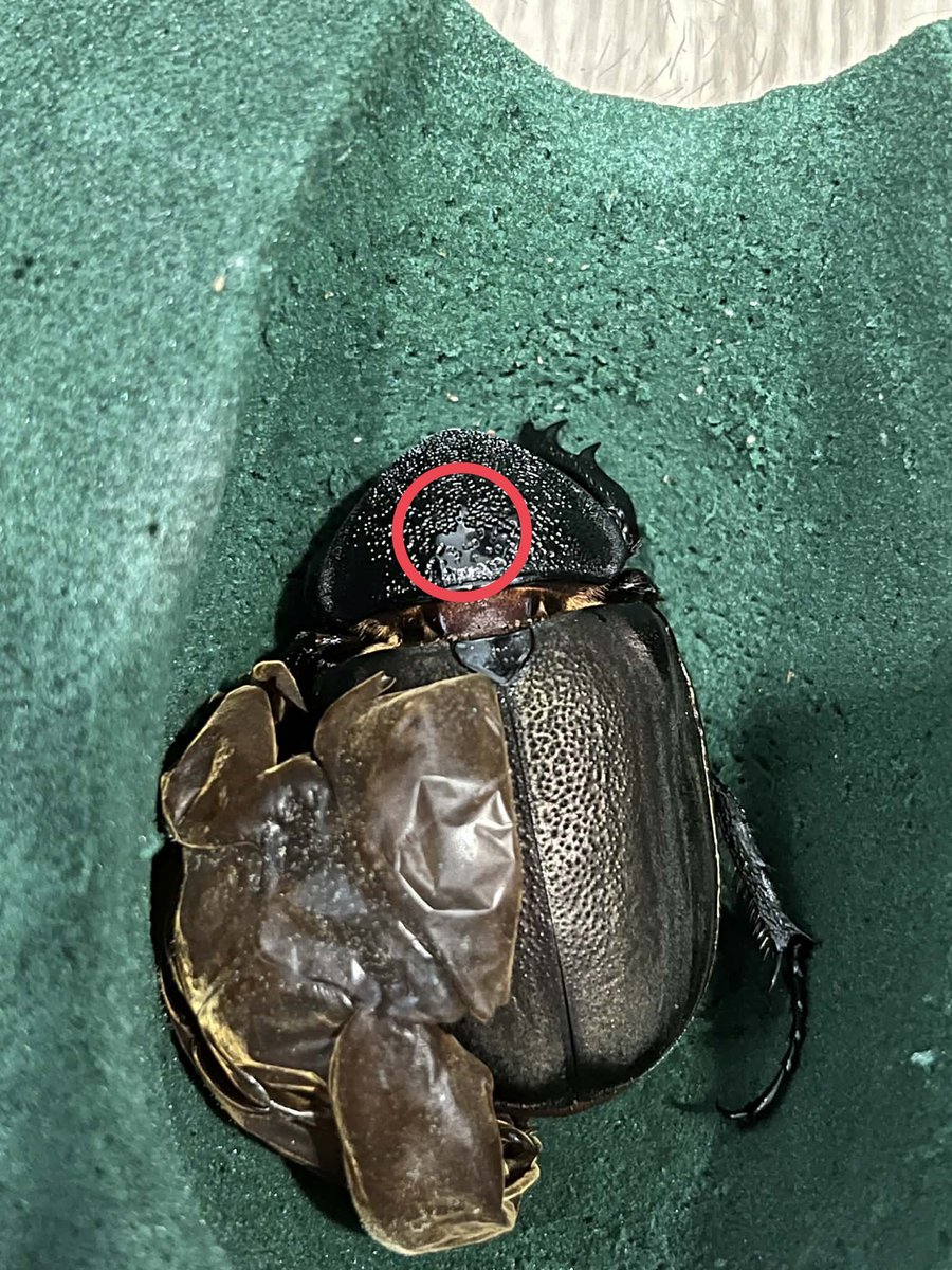 奇虫飼育者 tweet media