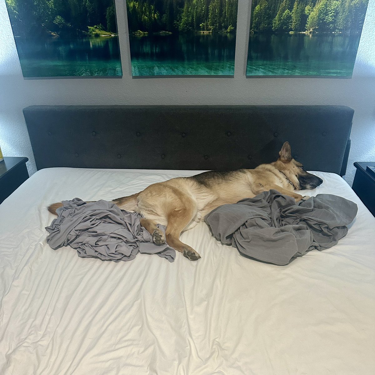 its_the_skipper's tweet photo. German Shepherds can be so inconvenient sometimes. https://t.co/fYhkGD8Mck