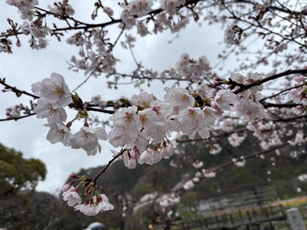 nectarine tweet media