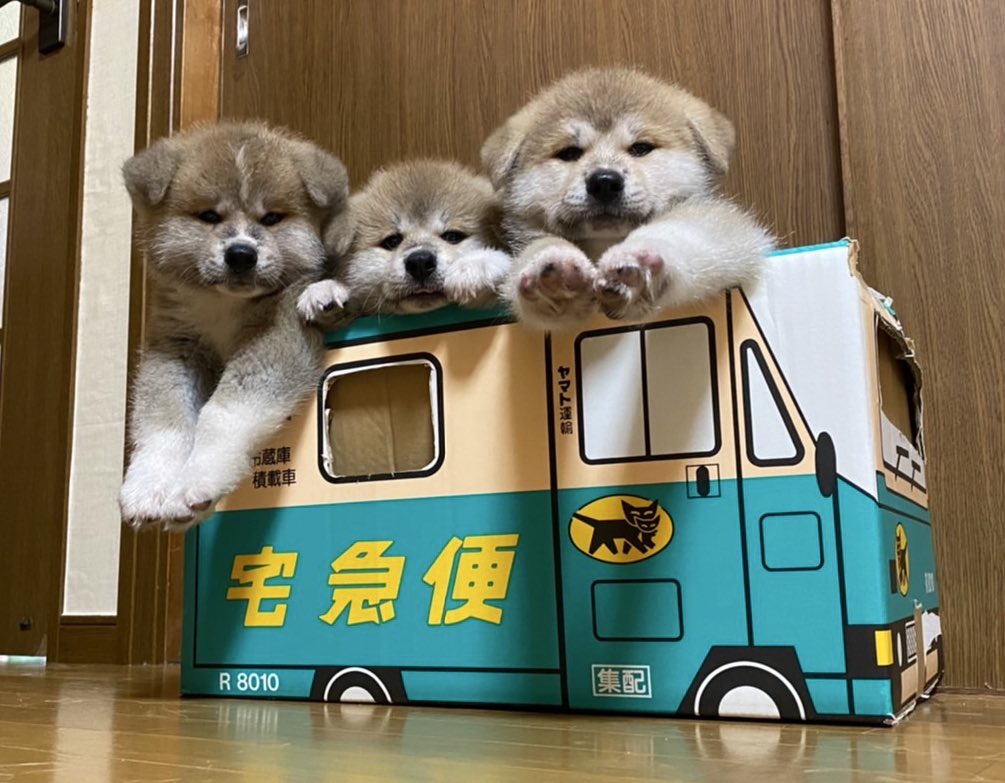 maynosuke111's tweet photo. #世界子犬の日
 #秋田犬女子
 #今日の風星🌟 https://t.co/NykZyxTf5Z