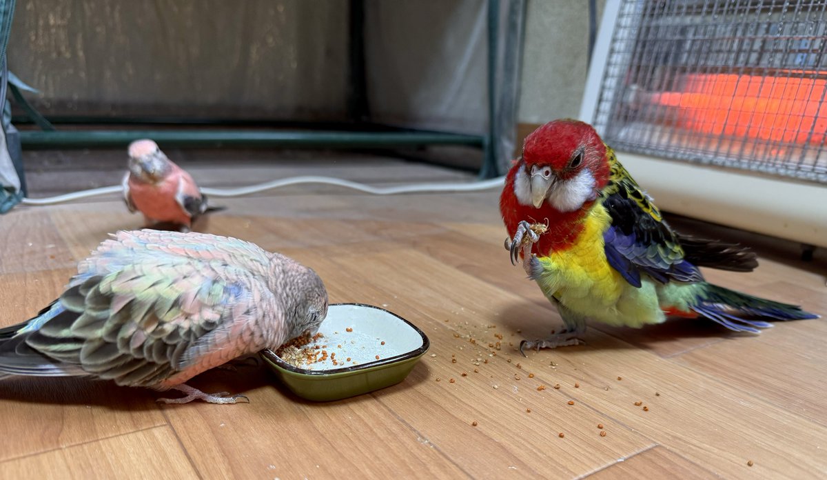 鴉椛@ペット's tweet media