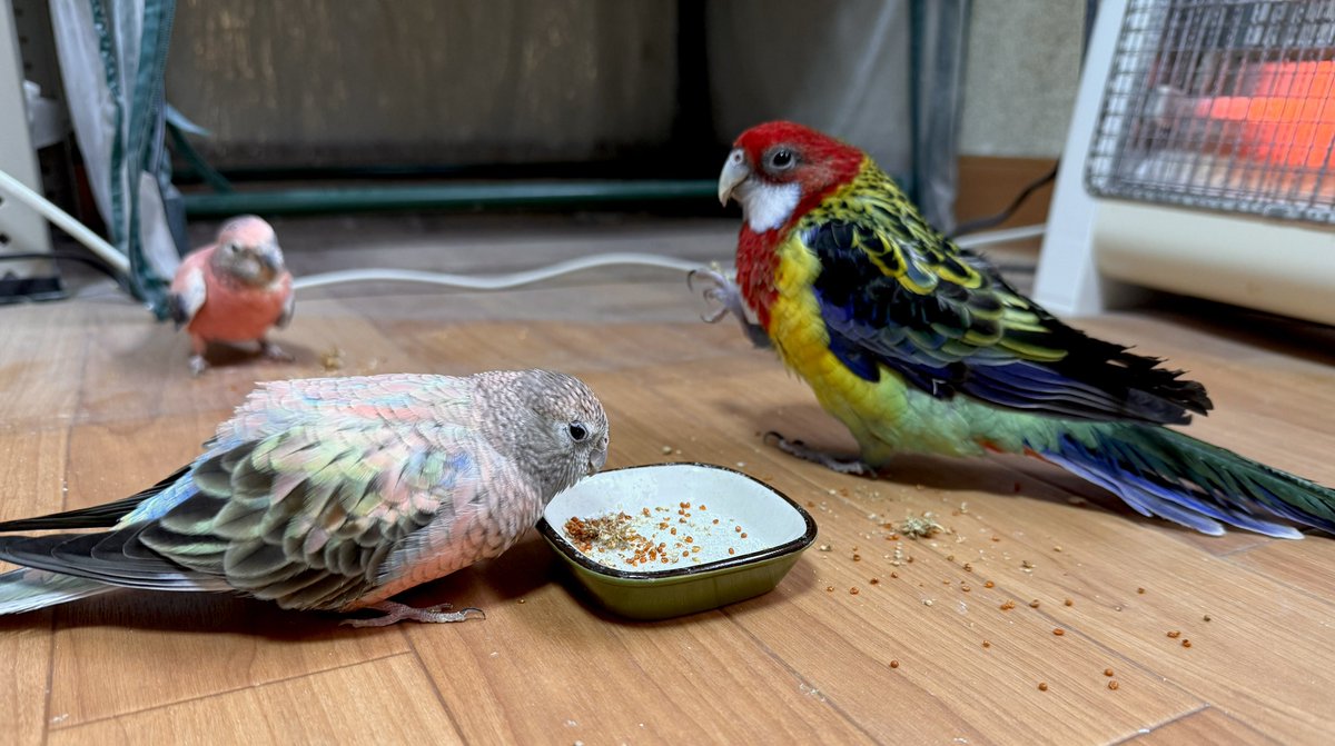 鴉椛@ペット's tweet media