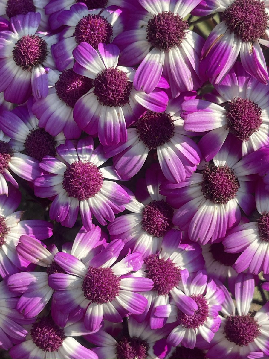 Alka Joshi Kaushik tweet media