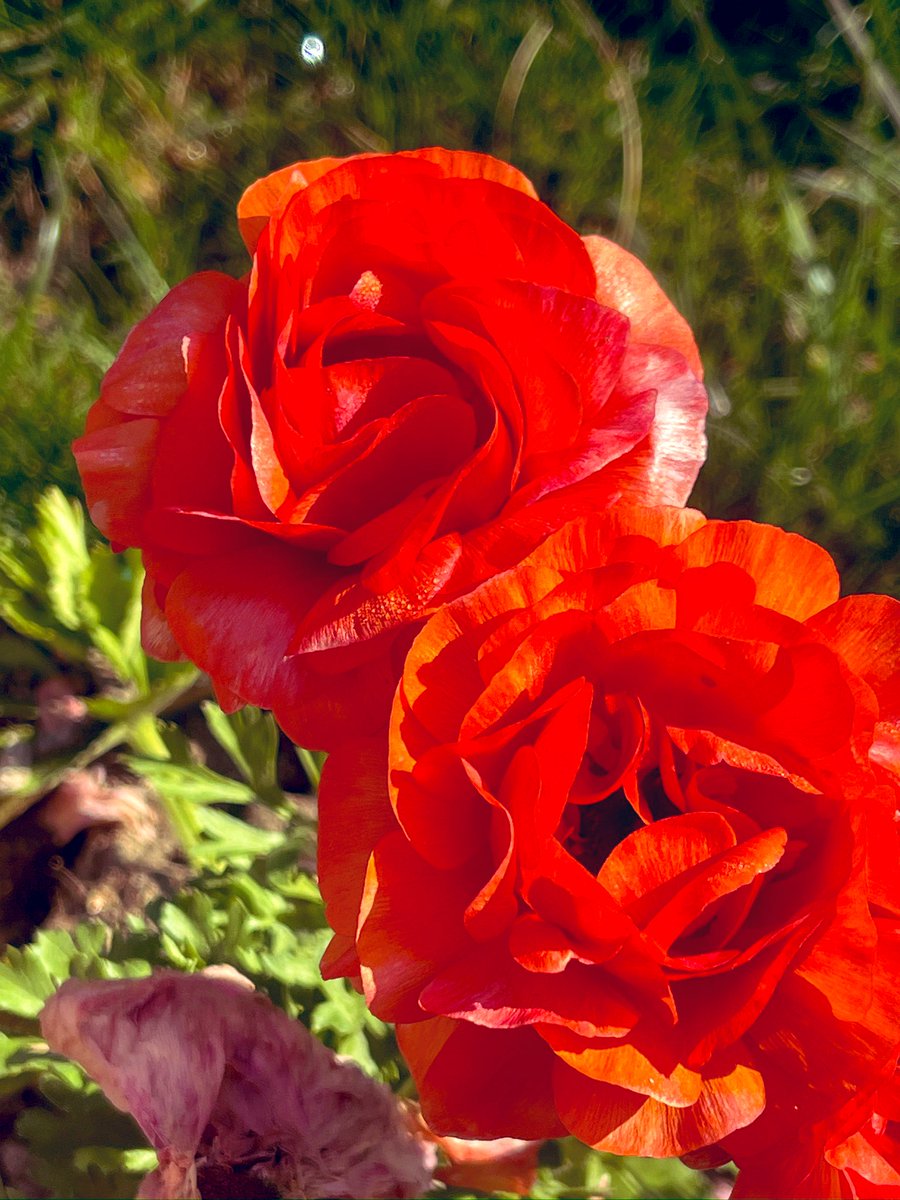 Alka Joshi Kaushik tweet media