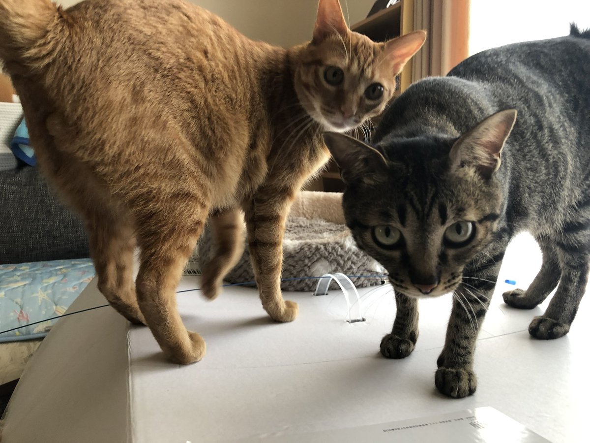 ひつぴ tweet media