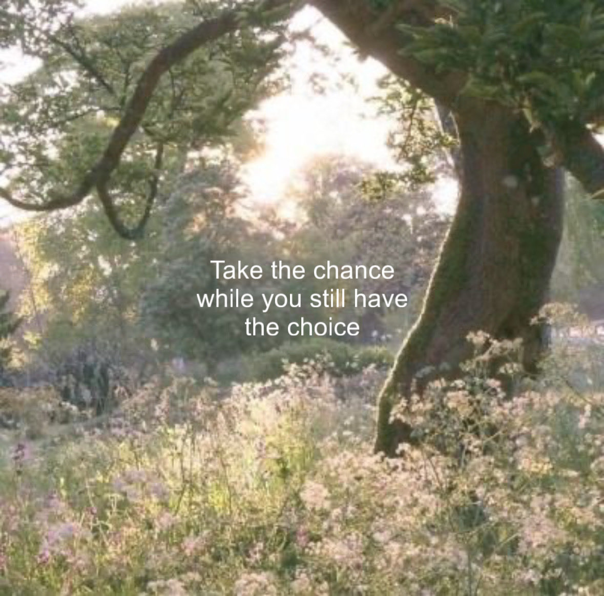 promise 🪽 tweet media