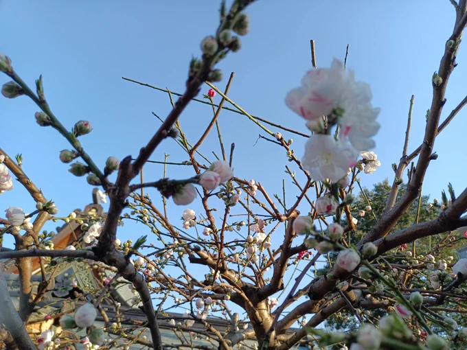 #TLを花でいっぱいにしよう