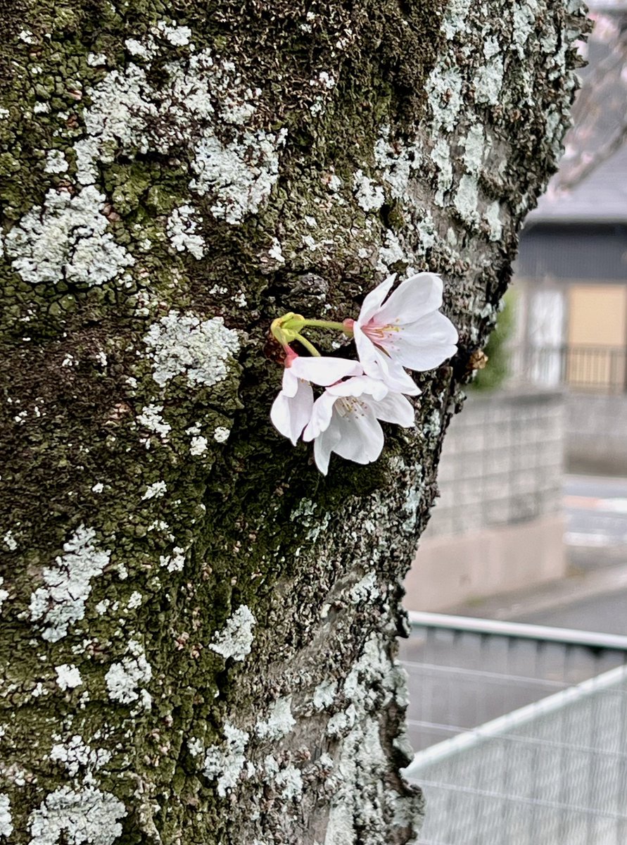 東京スプリング工業株式会社 tweet media