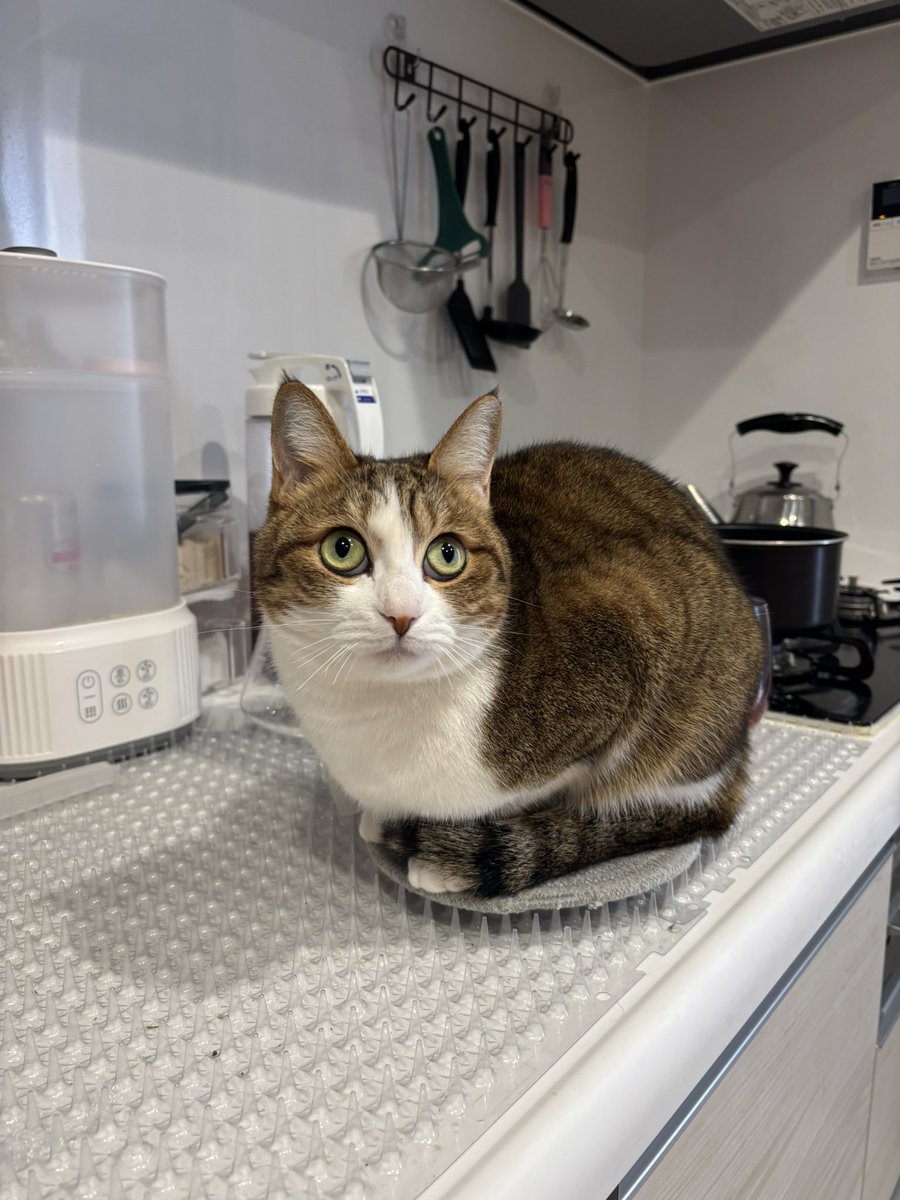 友禅師 水野可菜/名古屋の小さな友禅屋さん tweet media