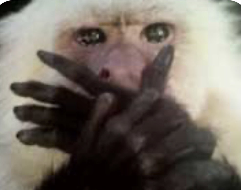 코코볼🍫 tweet media