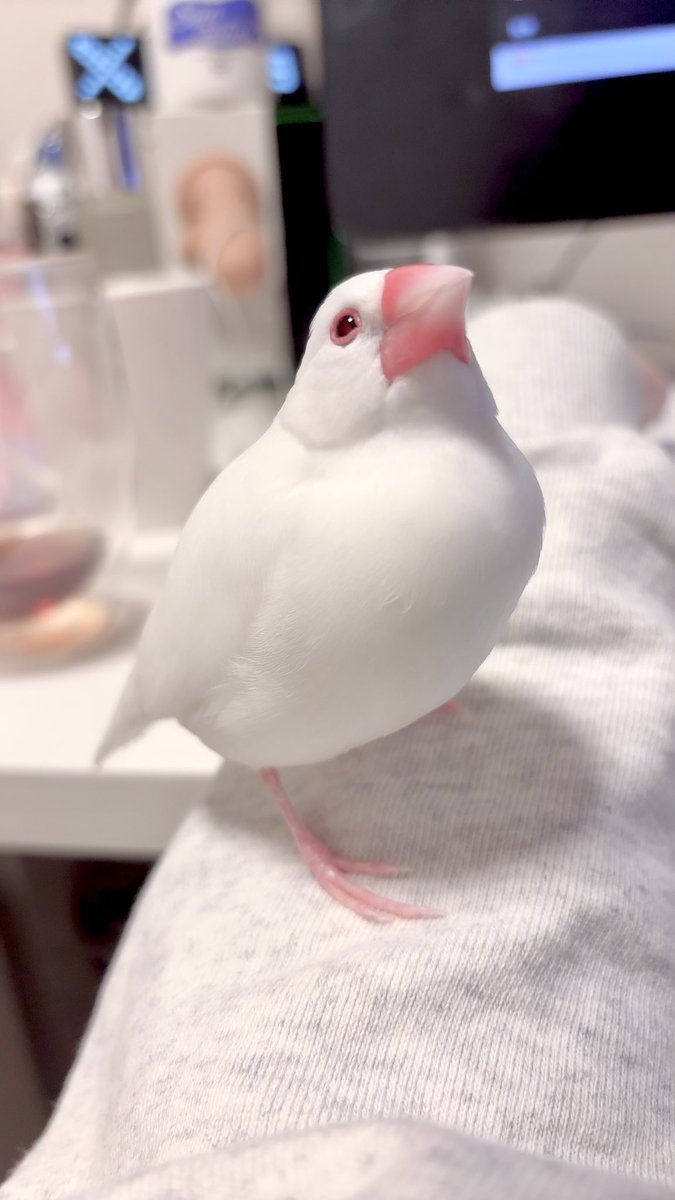 イトハナ2🐤🌼 tweet media