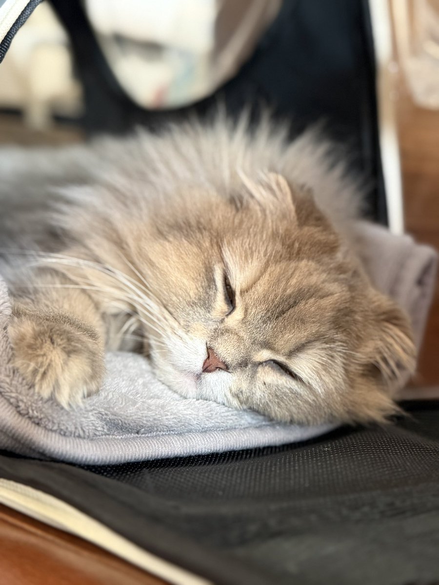 特級汚物 tweet media