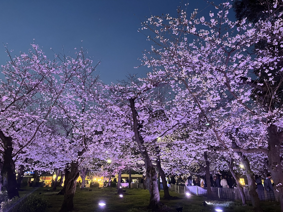 tsurumapark's tweet photo. 桜まつり6日目(3/25)🌸

園内の桜は全体で5分咲きほどになりました！

本日はあいにくのお天気☔️
浩養園とビアテラス、シャンパンブースはお休みとなりました
ライトアップは毎日開催しています💡

#鶴舞公園
#名古屋市緑化センター
#鶴舞公園桜まつり2026
#みんなで守るきれいな公園
#お花見 https://t.co/acZUmJc0mO