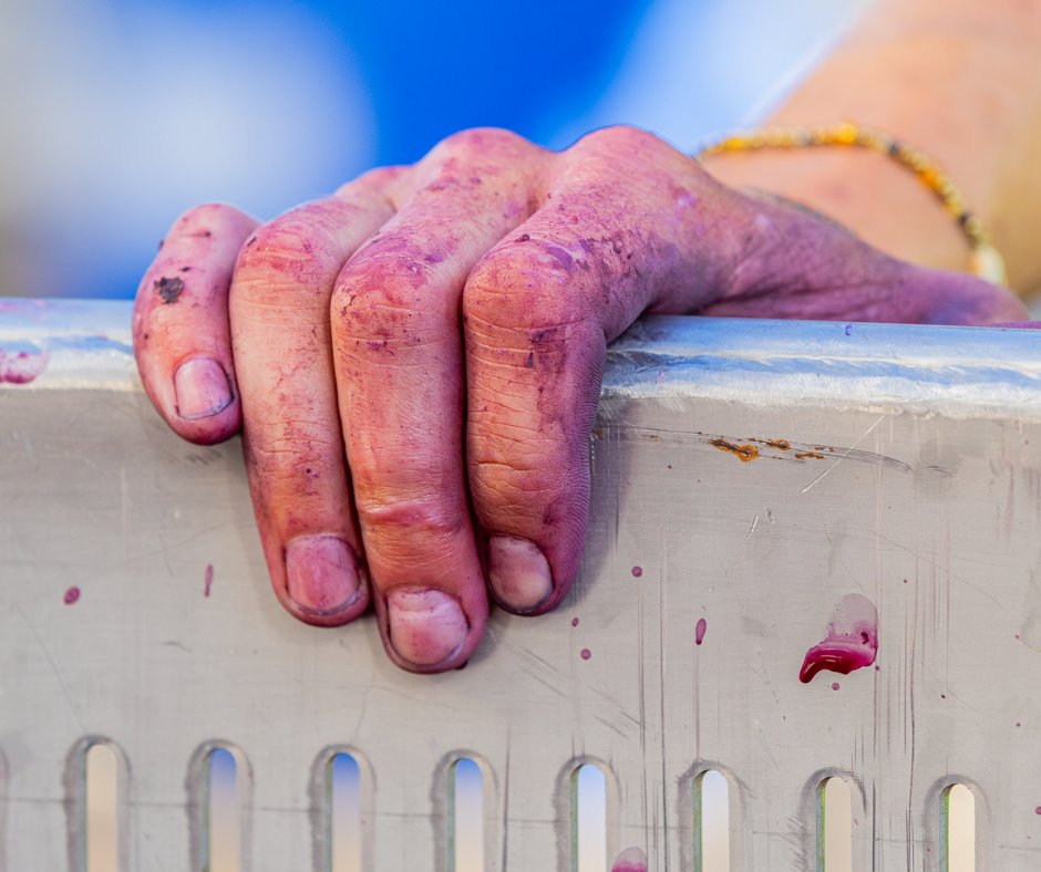 twohandswine's tweet photo. Stained hands, squished skins, shades of Shiraz and stunning vintage scenes 🍇 https://t.co/7hpUYT7KDJ