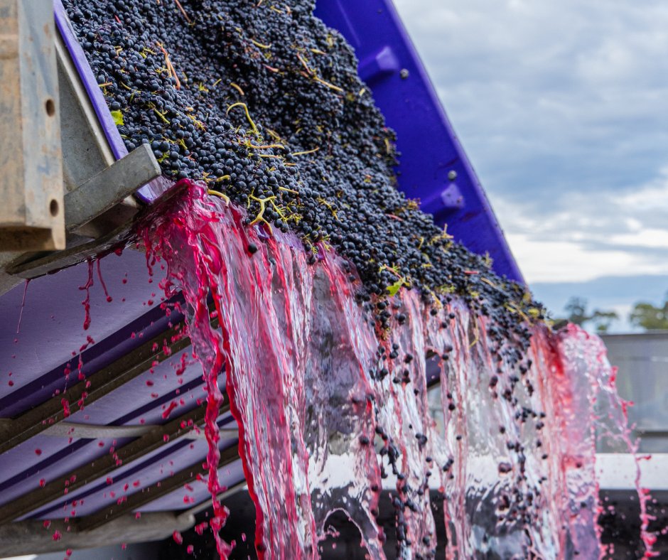 twohandswine's tweet photo. Stained hands, squished skins, shades of Shiraz and stunning vintage scenes 🍇 https://t.co/7hpUYT7KDJ