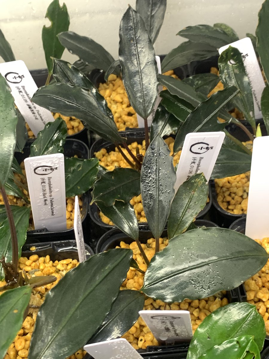 大阪 小虹(小さな熱帯魚の店 Rainbow) tweet media