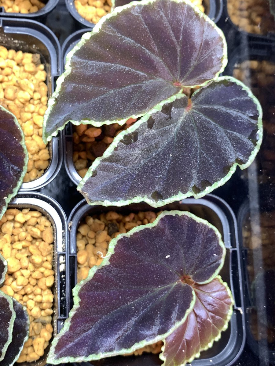 大阪 小虹(小さな熱帯魚の店 Rainbow) tweet media