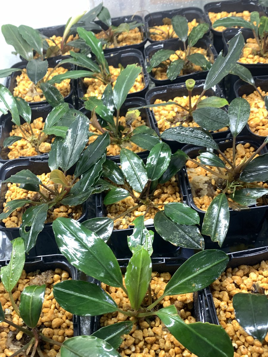 大阪 小虹(小さな熱帯魚の店 Rainbow) tweet media