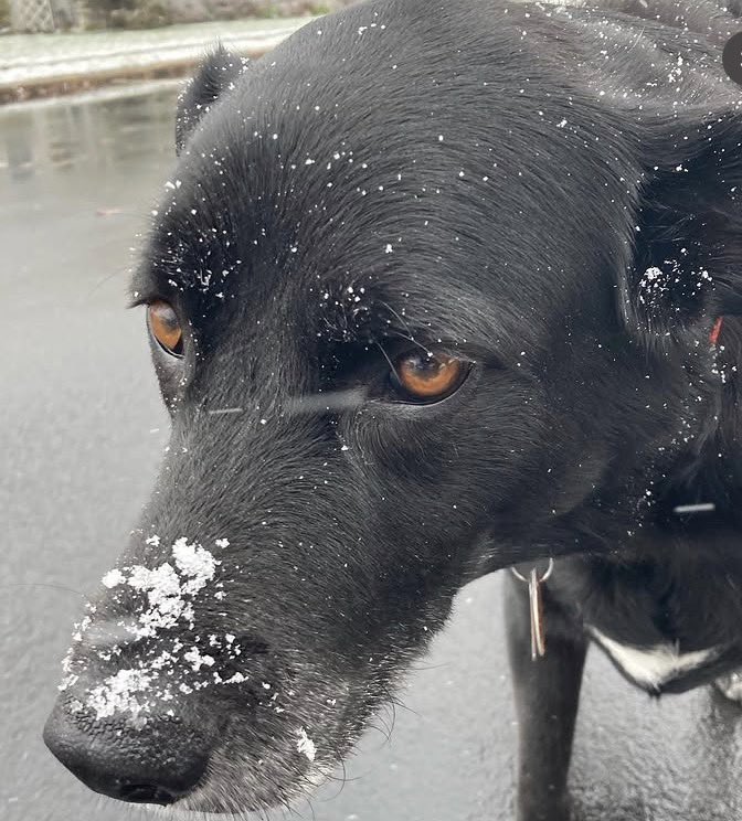 Robert Alvarez tweet media