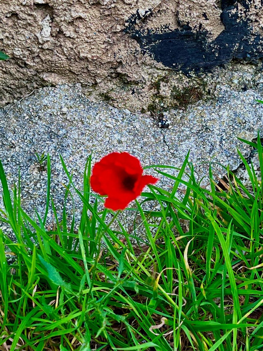 Ioan T. Morar tweet media