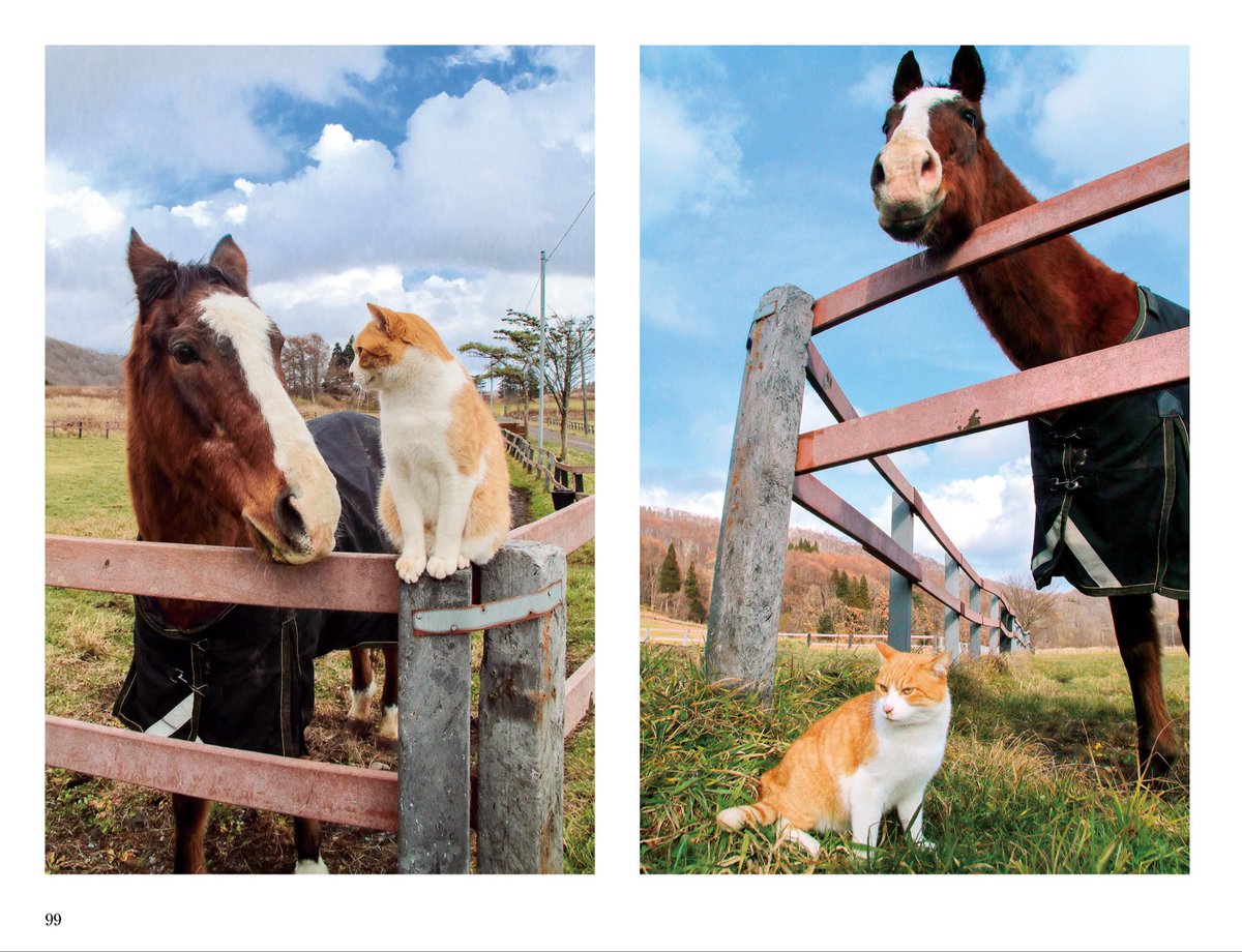 猫びより＠『猫びより春号発売中！ tweet media