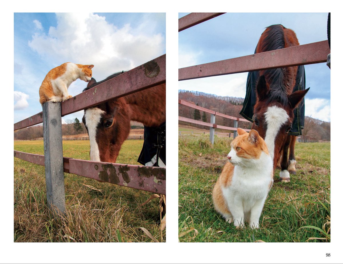 猫びより＠『猫びより春号発売中！ tweet media