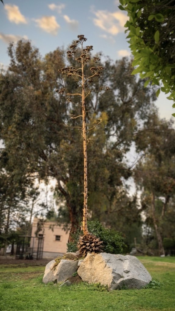 جواهر  tweet media