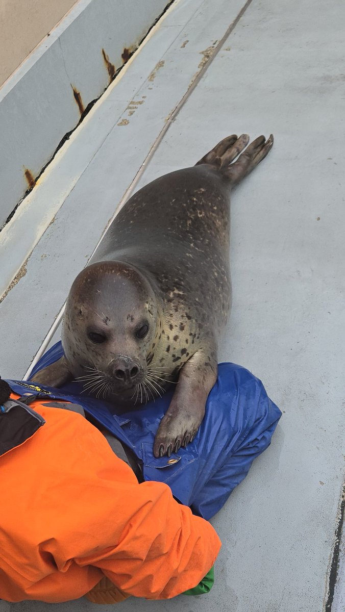 彪虎 (出没日等は固定ツイ記載) tweet media