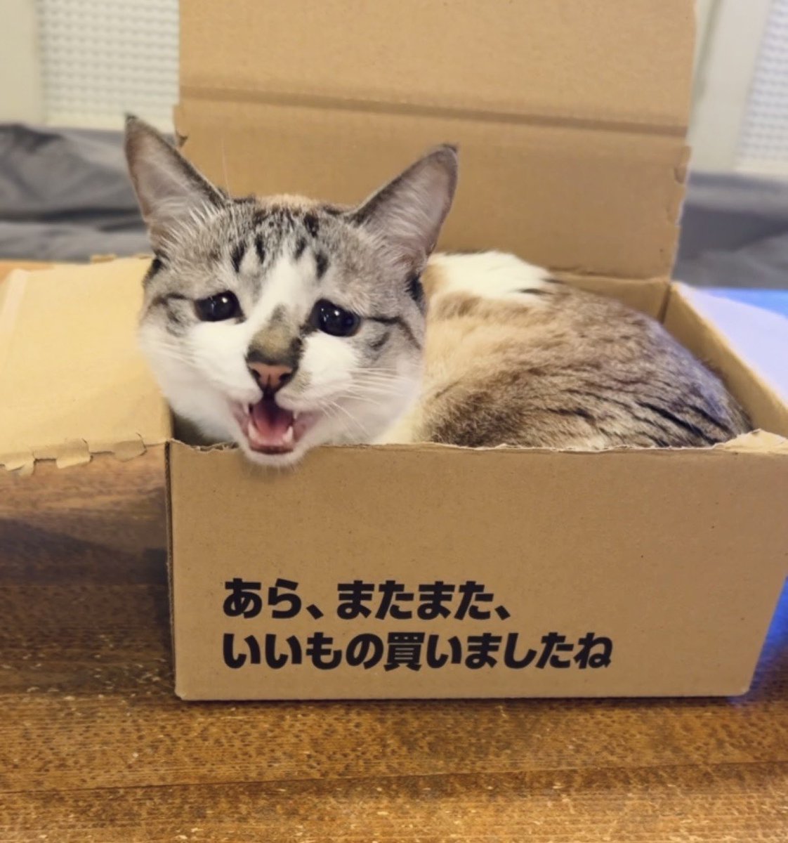 ミントネコページ 猫好きさんへのギフトにぴったり！ハーブや猫草を育てられる「ねこ