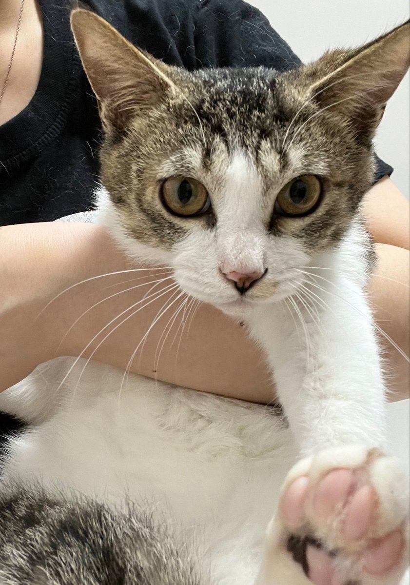 가족찾는 키미🐾 tweet media