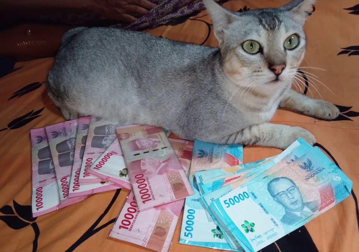 Mao•🐱 tweet media