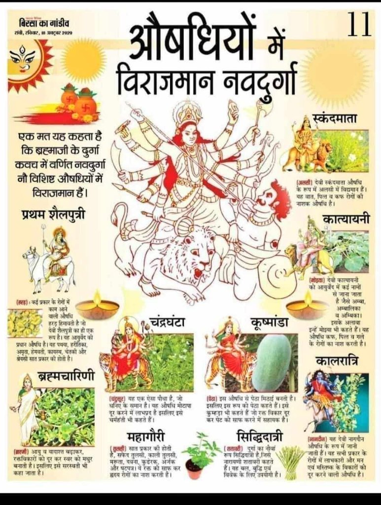 औषधियों के पेड़ पौधे जिन्हें नवदुर्गा कहा गया है

(1) प्रथम शैलपुत्री (हरड़) 
कई प्रकार के रोगों में काम आने वाली औषधि हरड़ हिमावती है जो देवी शैलपुत्री का ही एक रूप है.यह आयुर्वेद की प्रधान औषधि है यह पथया, हरीतिका, अमृता, हेमवती, कायस्थ, चेतकी और श्रेयसी सात प्रकार की होती है