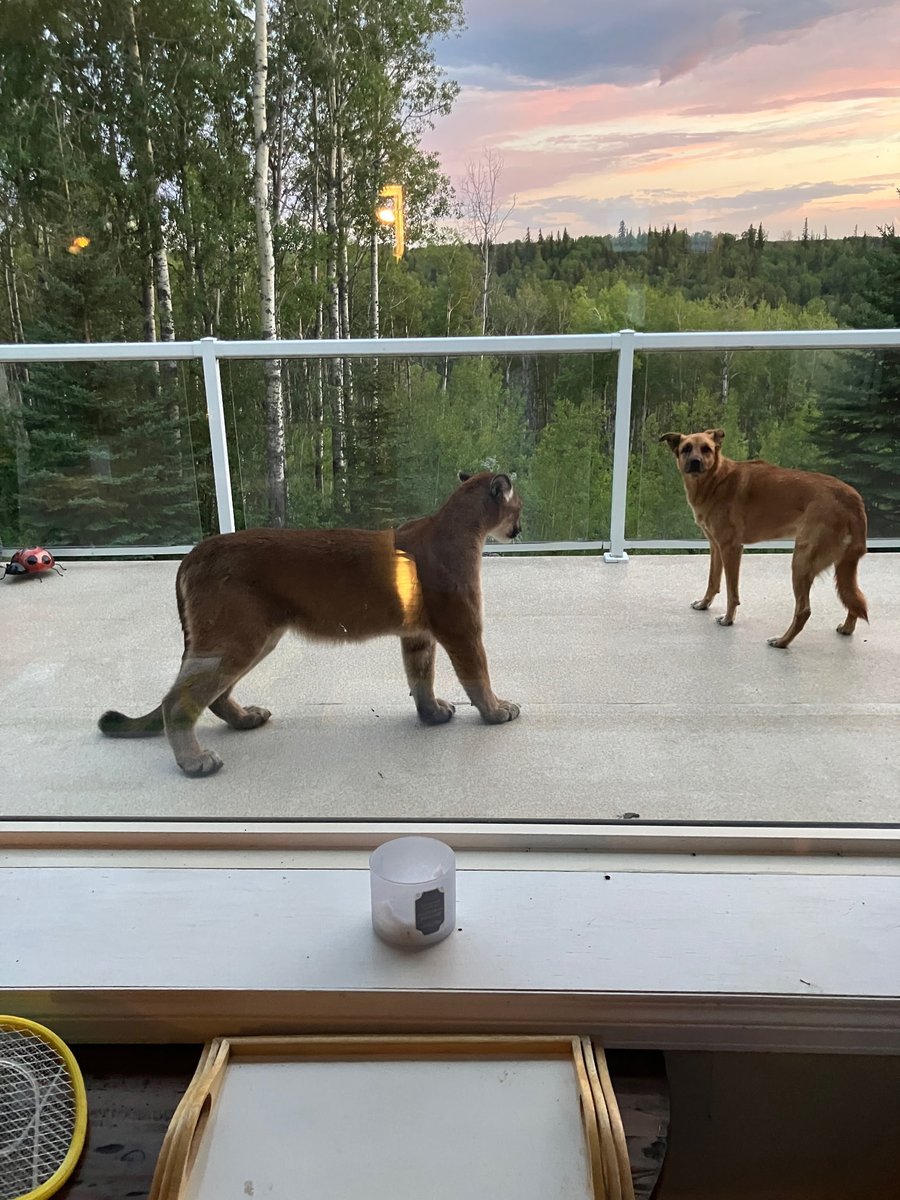 PaddyBootts tweet media