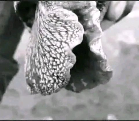 MSIZI 🇿🇦 tweet media